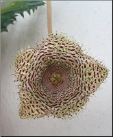 Huernia hystrix hystrix semis 1